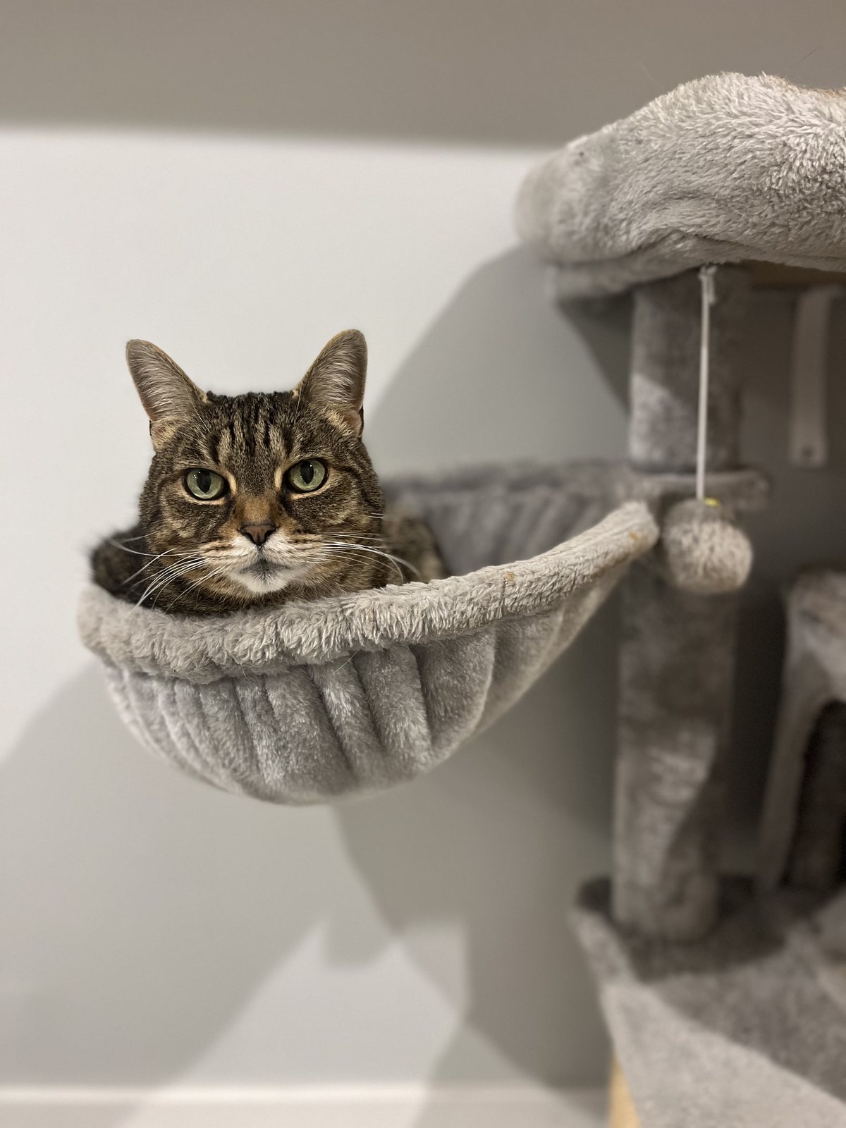 A cat resting