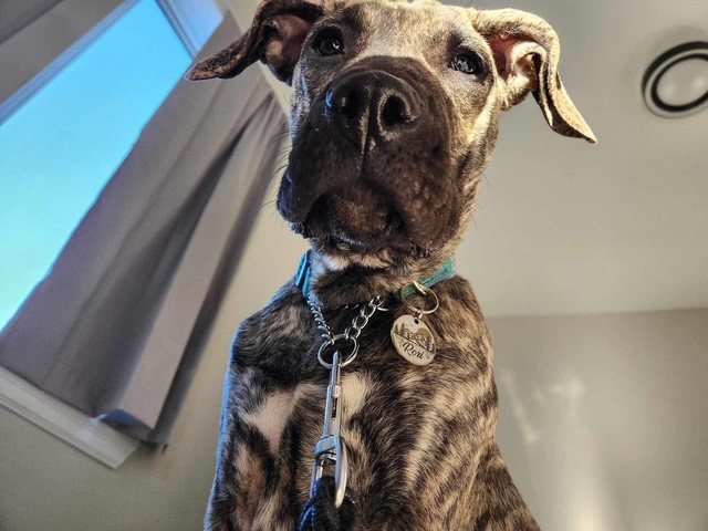 A brindle dog at home