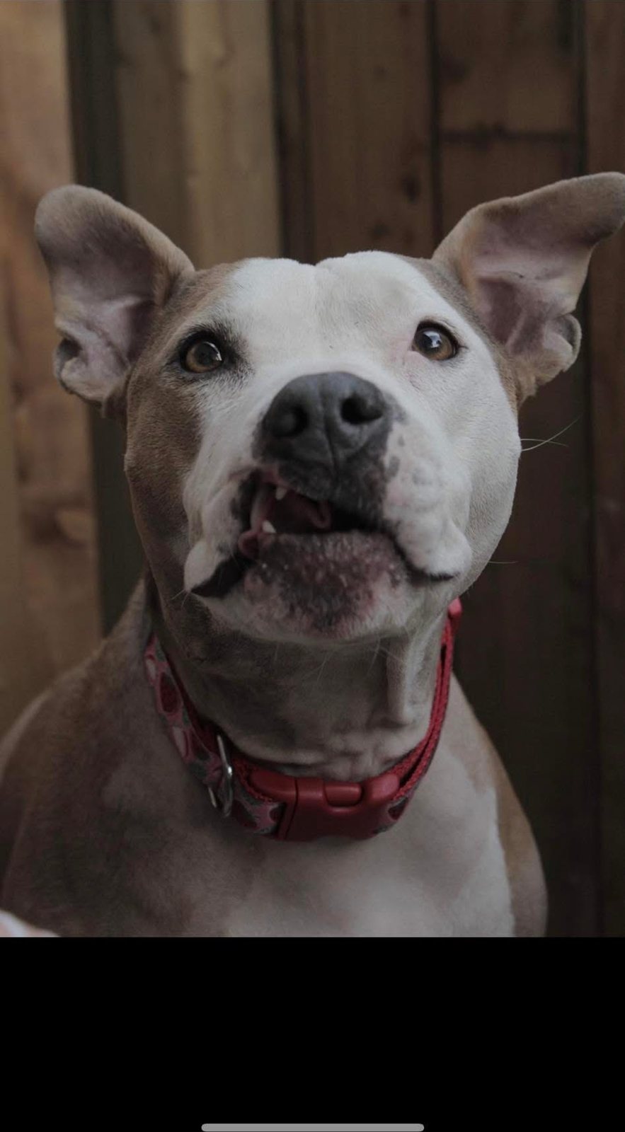 A happy dog