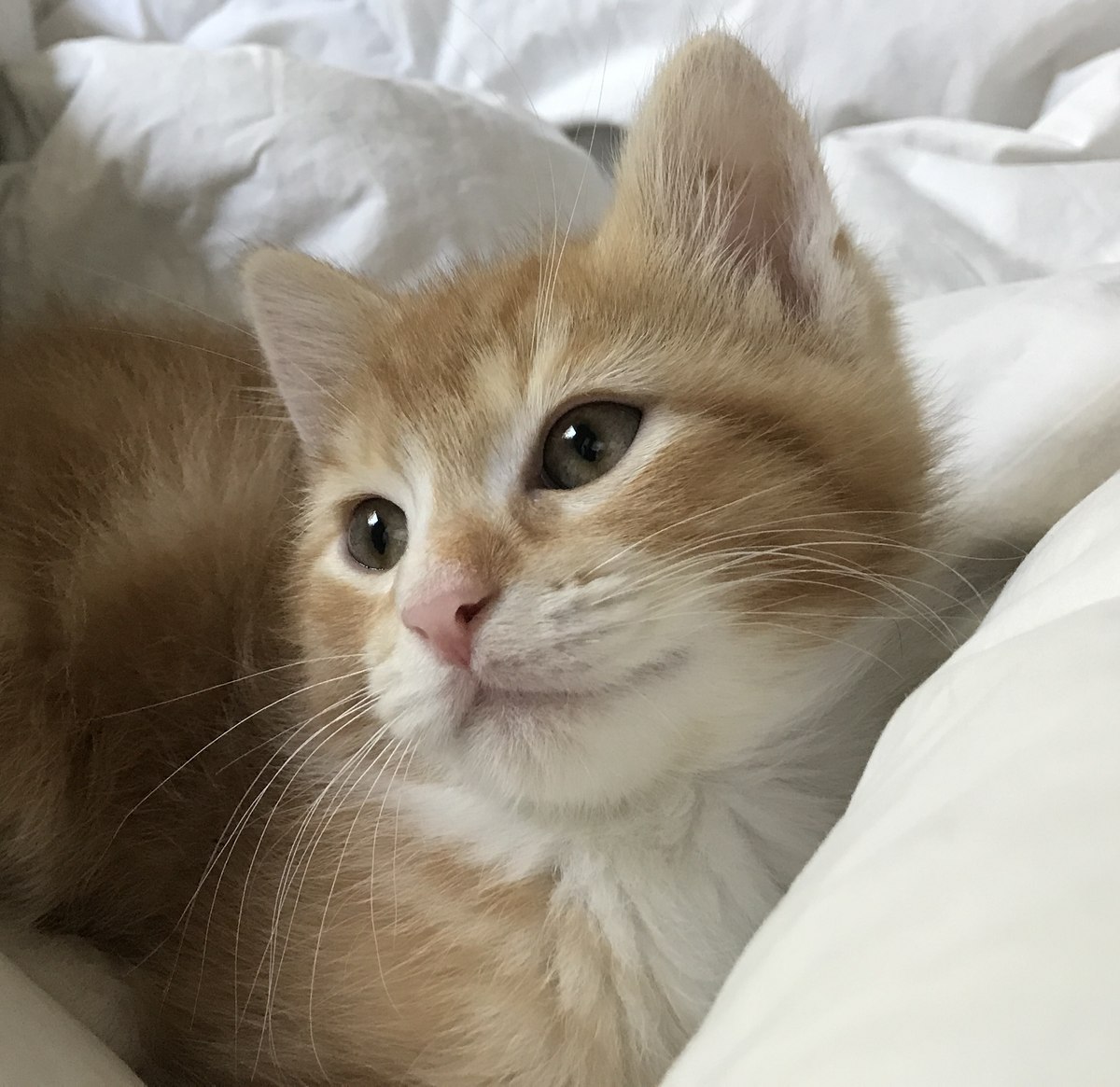 An orange kitten